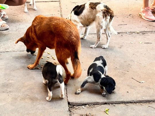 Imagen de Maltrato animal: La Municipalidad rescató 5 perros