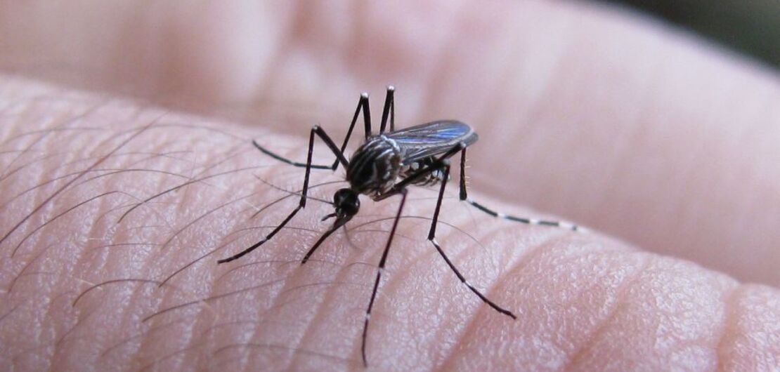 Imagen de Dengue: 11.792 casos en Santa Fe