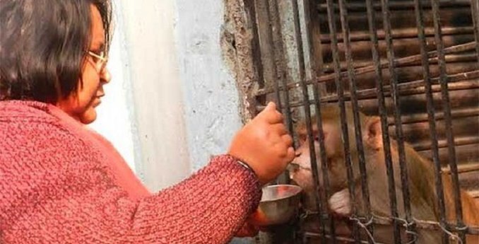 Imagen de Son millonarios y eligieron a su mono como &uacute;nico heredero