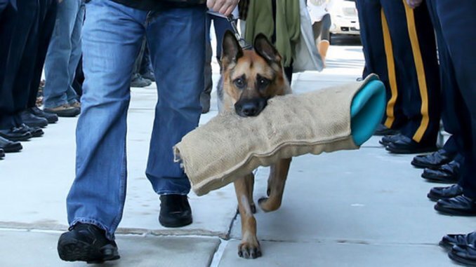 Imagen de Emocionante despedida a un perro policía antes de ser sacrificado