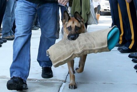 Imagen de Emocionante despedida a un perro polic&iacute;a antes de ser sacrificado