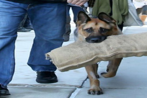 Imagen de Emocionante despedida a un perro polic&iacute;a antes de ser sacrificado