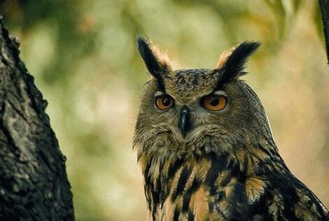 Imagen de Un b&uacute;ho tiene aterrorizados a una ciudad