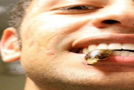 Imagen de Un estudiante pas&oacute; un mes comiendo insectos