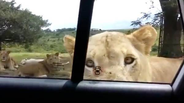 Susto. Para una familia que estaba haciendo un safari.