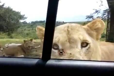 Susto. Para una familia que estaba haciendo un safari.