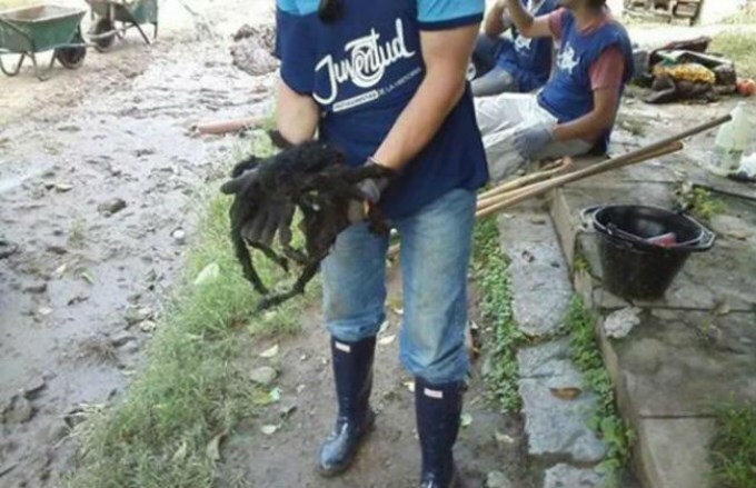 Mide 40 cent&iacute;metros y pesa 300 gramos. Foto: https://www.cronica.com.ar/