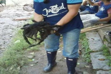 Mide 40 cent&iacute;metros y pesa 300 gramos. Foto: https://www.cronica.com.ar/