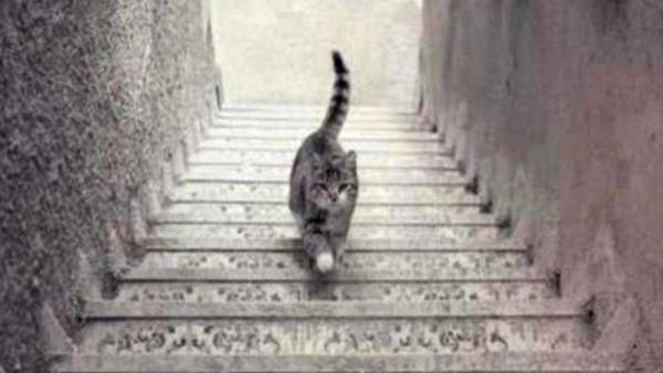 Imagen de Que hace el gato &iquest;sube o baja las escaleras?