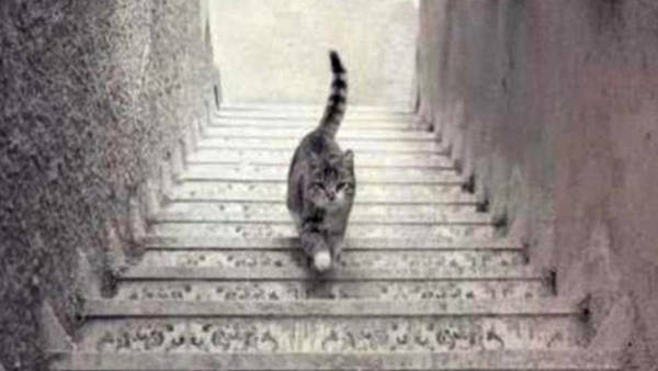 Imagen de Que hace el gato ¿sube o baja las escaleras?