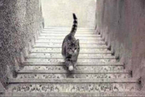 Imagen de Que hace el gato ¿sube o baja las escaleras?