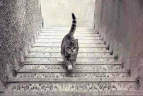 Imagen de Que hace el gato &iquest;sube o baja las escaleras?