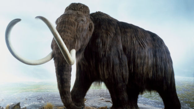 Imagen de Se extinguieron por "un abrupto calentamiento global" Imagen de Se extinguieron por "un abrupto calentamiento global"