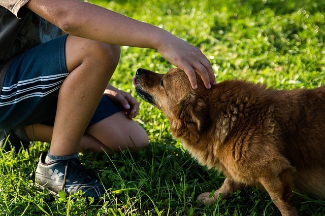 Imagen de El comportamiento de los perros