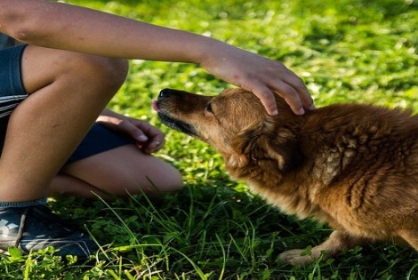 Imagen de El comportamiento de los perros