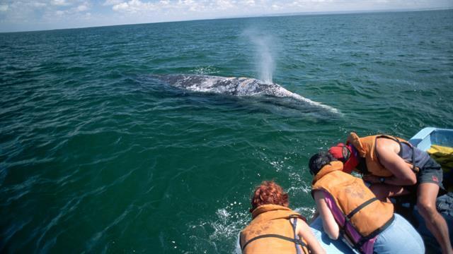 Imagen de Avistajes. Algunos lugares para ver ballenas