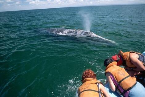 Imagen de Avistajes. Algunos lugares para ver ballenas