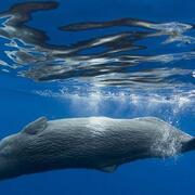 Imagen de Avistajes. Algunos lugares para ver ballenas