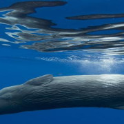 Imagen de Avistajes. Algunos lugares para ver ballenas