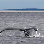 Imagen de Avistajes. Algunos lugares para ver ballenas