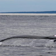 Imagen de Avistajes. Algunos lugares para ver ballenas