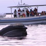Imagen de Avistajes. Algunos lugares para ver ballenas