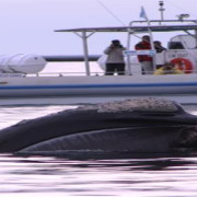 Imagen de Avistajes. Algunos lugares para ver ballenas