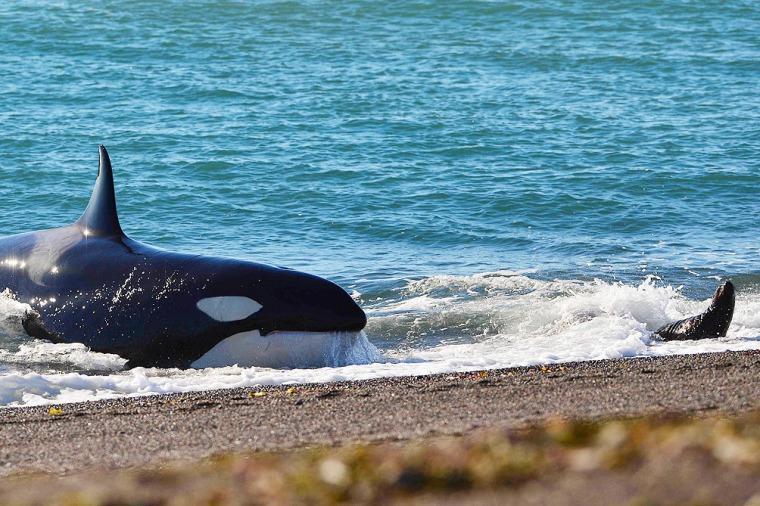 Imagen de Comenz&oacute; la temporada de orcas en Punta Norte