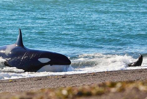 Imagen de Comenzó la temporada de orcas en Punta Norte