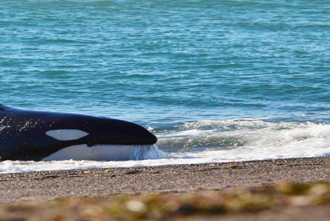 Imagen de Comenz&oacute; la temporada de orcas en Punta Norte