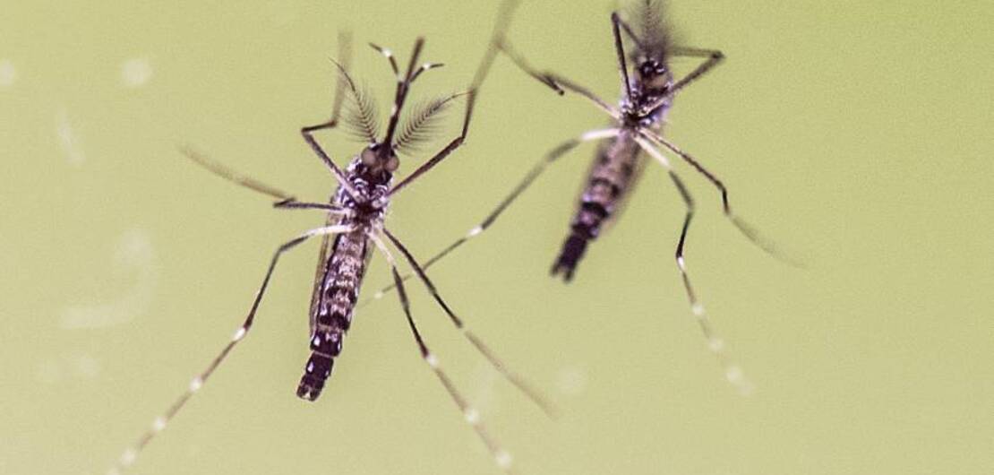 Imagen de Una APP para mapear al aedes aegypti