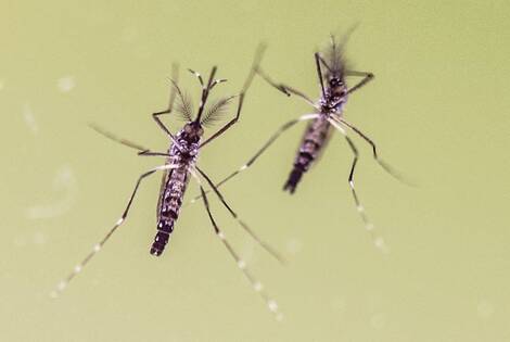 Imagen de Una APP para mapear al aedes aegypti