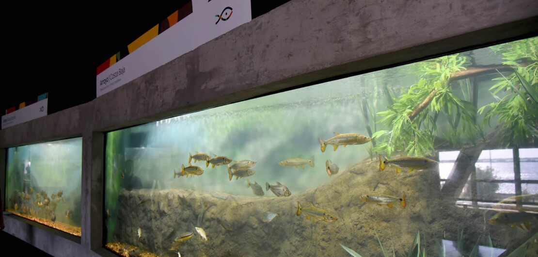 Imagen de El acuario del Río Paraná en marcha