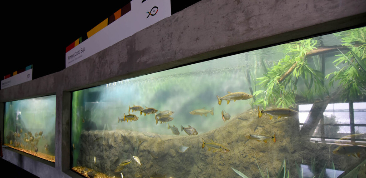 Imagen de El acuario del Río Paraná en marcha