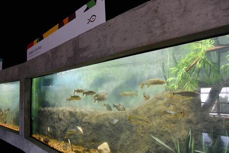 Imagen de El acuario del R&iacute;o Paran&aacute; en marcha