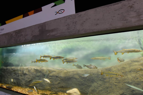 Imagen de El acuario del R&iacute;o Paran&aacute; en marcha