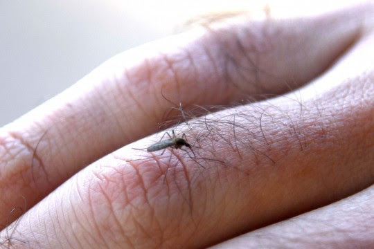 Imagen de Prevenir dengue, zika y chikungunya