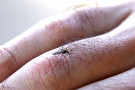 Imagen de Prevenir dengue, zika y chikungunya