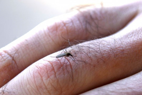 Imagen de Prevenir dengue, zika y chikungunya