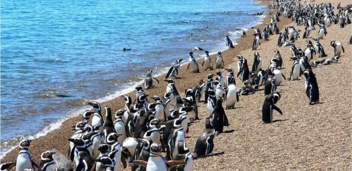 Imagen de Pen&iacute;nsula Vald&eacute;s, finalista para ser una de las 7 maravillas