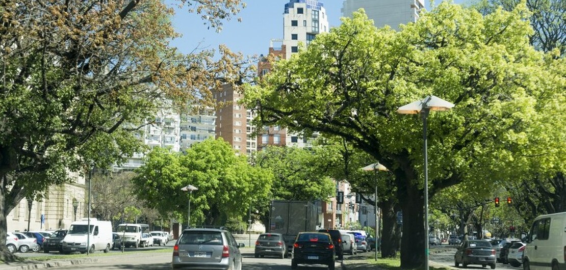 Cada &aacute;rbol aporta hasta 1000 m&sup3; de ox&iacute;geno diarios a la atm&oacute;sfera - Juan Pablo Allegue