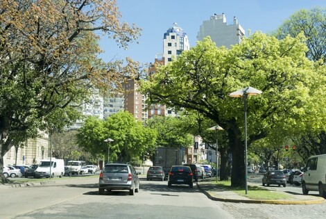 Cada &aacute;rbol aporta hasta 1000 m&sup3; de ox&iacute;geno diarios a la atm&oacute;sfera - Juan Pablo Allegue