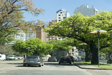 Cada &aacute;rbol aporta hasta 1000 m&sup3; de ox&iacute;geno diarios a la atm&oacute;sfera - Juan Pablo Allegue