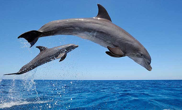 Imagen de Un mill&oacute;n de especies en peligro de extinci&oacute;n