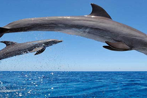 Imagen de Un mill&oacute;n de especies en peligro de extinci&oacute;n