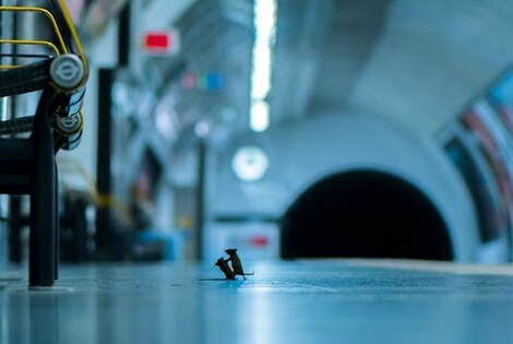 Imagen de Ratones peleando en el subte, gana un concurso