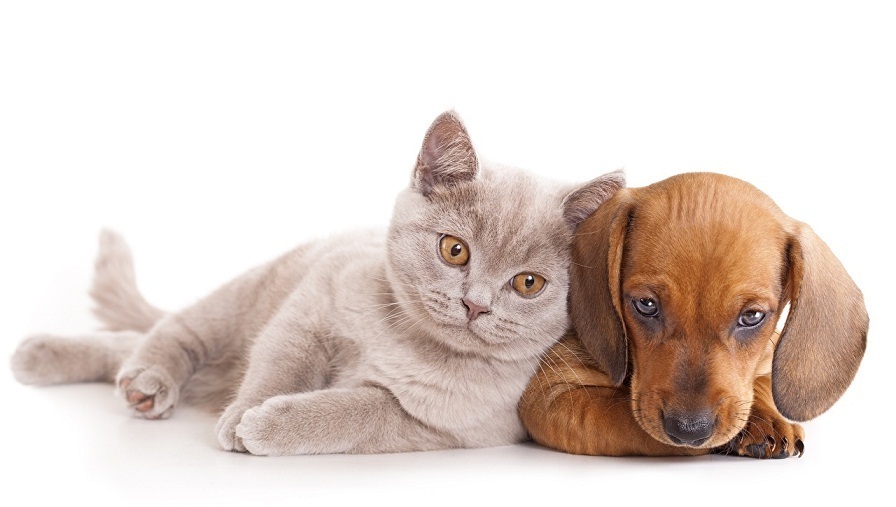 Imagen de &iquest;Por qu&eacute; se celebra el D&iacute;a del Animal?