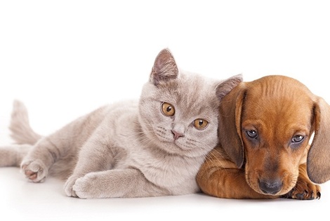 Imagen de ¿Por qué se celebra el Día del Animal?