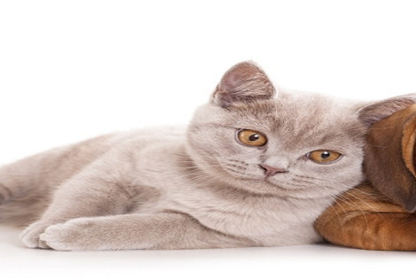 Imagen de &iquest;Por qu&eacute; se celebra el D&iacute;a del Animal?