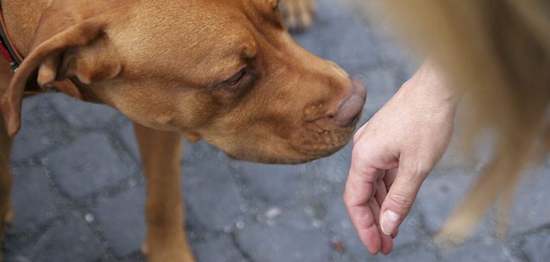 Imagen de Entrenan a perros y podr&iacute;an detectar coronavirus